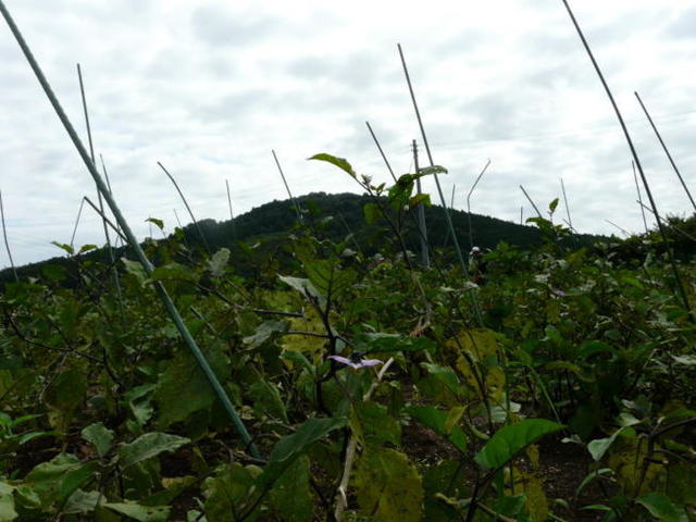 P1070795(1).jpg